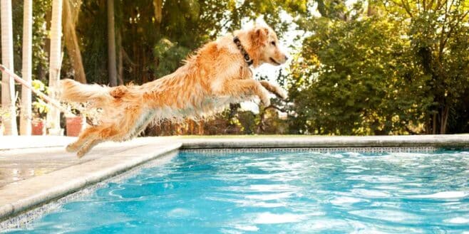 La première piscine pour chiens de France vient d'ouvrir, le Paradis des toutous en été !