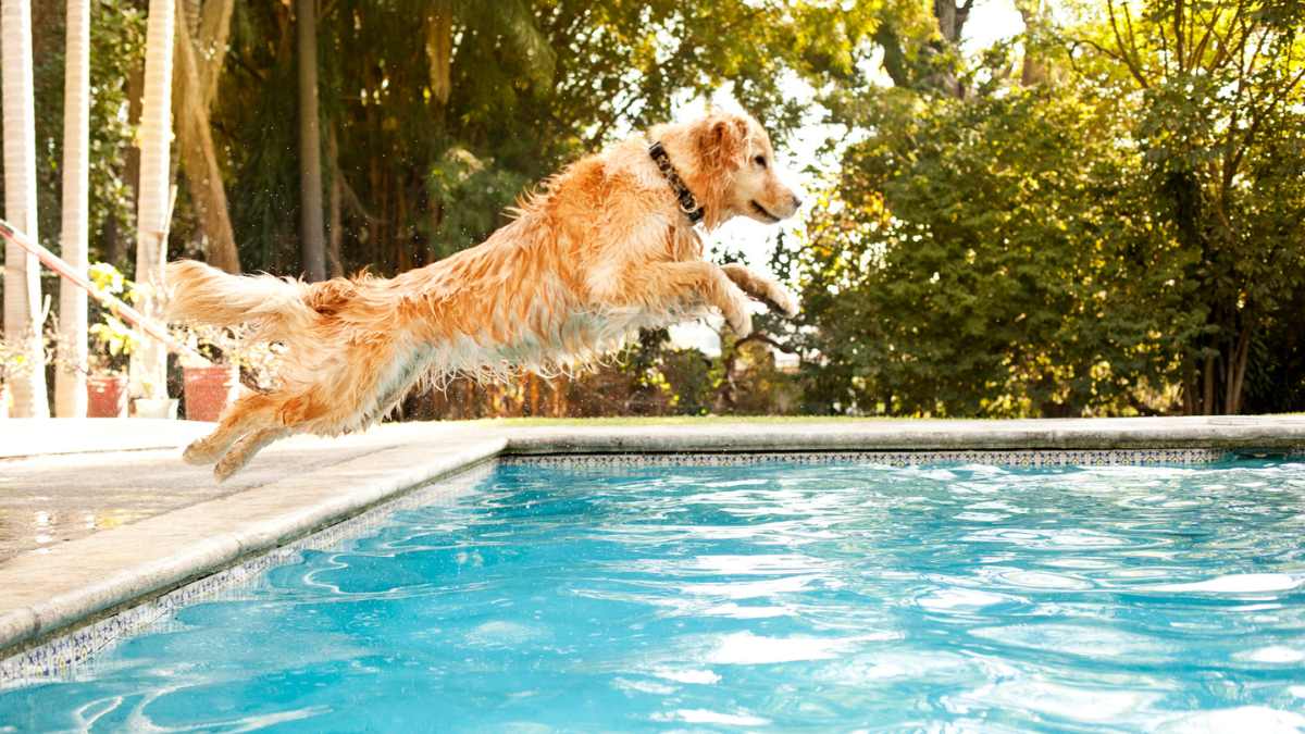 La première piscine pour chiens de France vient d’ouvrir, le Paradis des toutous en été !
