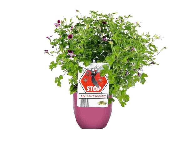 Lidl dévoile sa plante imparable à avoir chez soi à moins de 2 euros contre les moustiques !