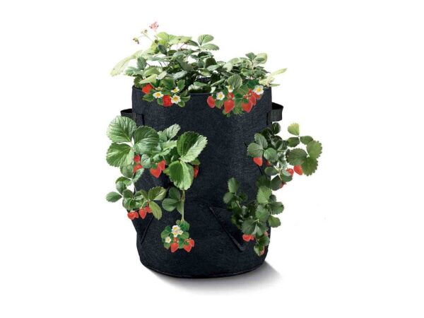 Lidl dévoile son produit pour faire pousser les fraises à domicile