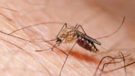 Moustiques les couleurs à ne pas porter cet été pour ne pas les attirer !