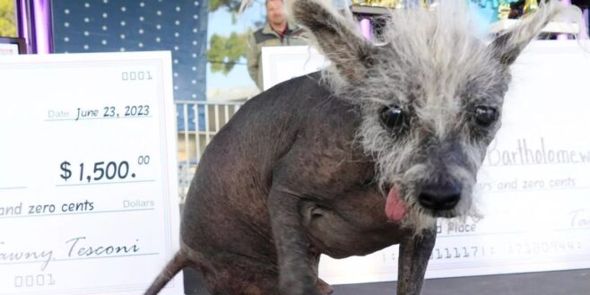 Scooter, ce chien a été élu le chien le plus laid au monde !