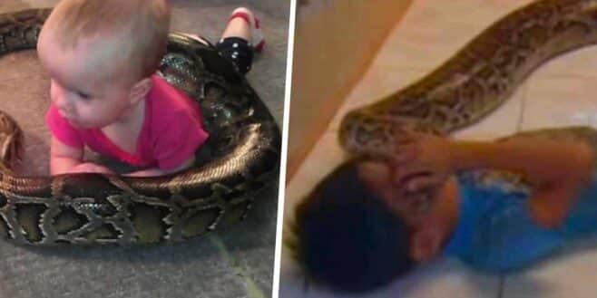 Un enfant dormait tous les soirs avec son immense python et un jour le pire s'est produit !