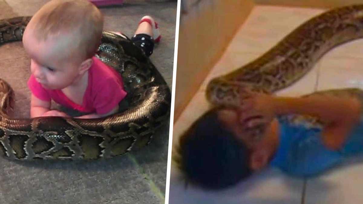 Un enfant dormait tous les soirs avec son immense python et un jour le pire s’est produit !