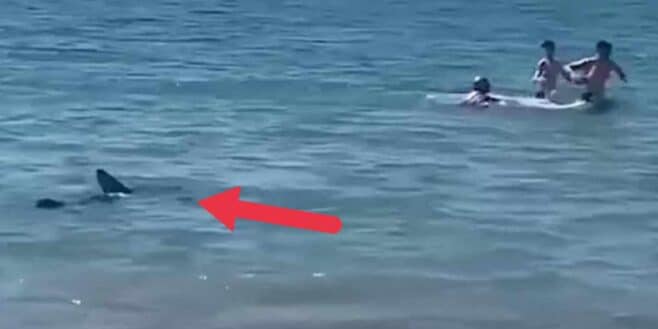 Un requin terrorise tous les baigneurs de cette plage très connue en Espagne (Vidéo) !