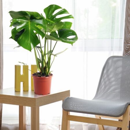 Aldi tient la plante la plus tendance du moment sur la Toile à moins de 9 euros !