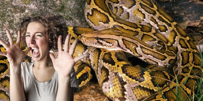 Elle découvre un immense python terrifiant dans son jardin en France !