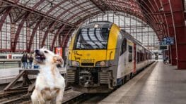 Un conducteur de train stoppe tout pour sauver un chien perdu près des rails !