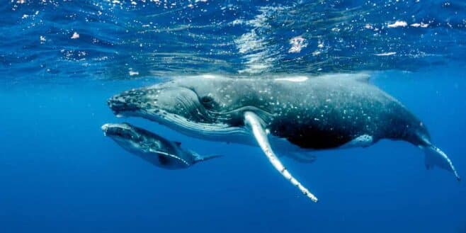 Un photographe vit un moment unique au monde et assiste à la naissance d'un bébé baleine, c'est magique !