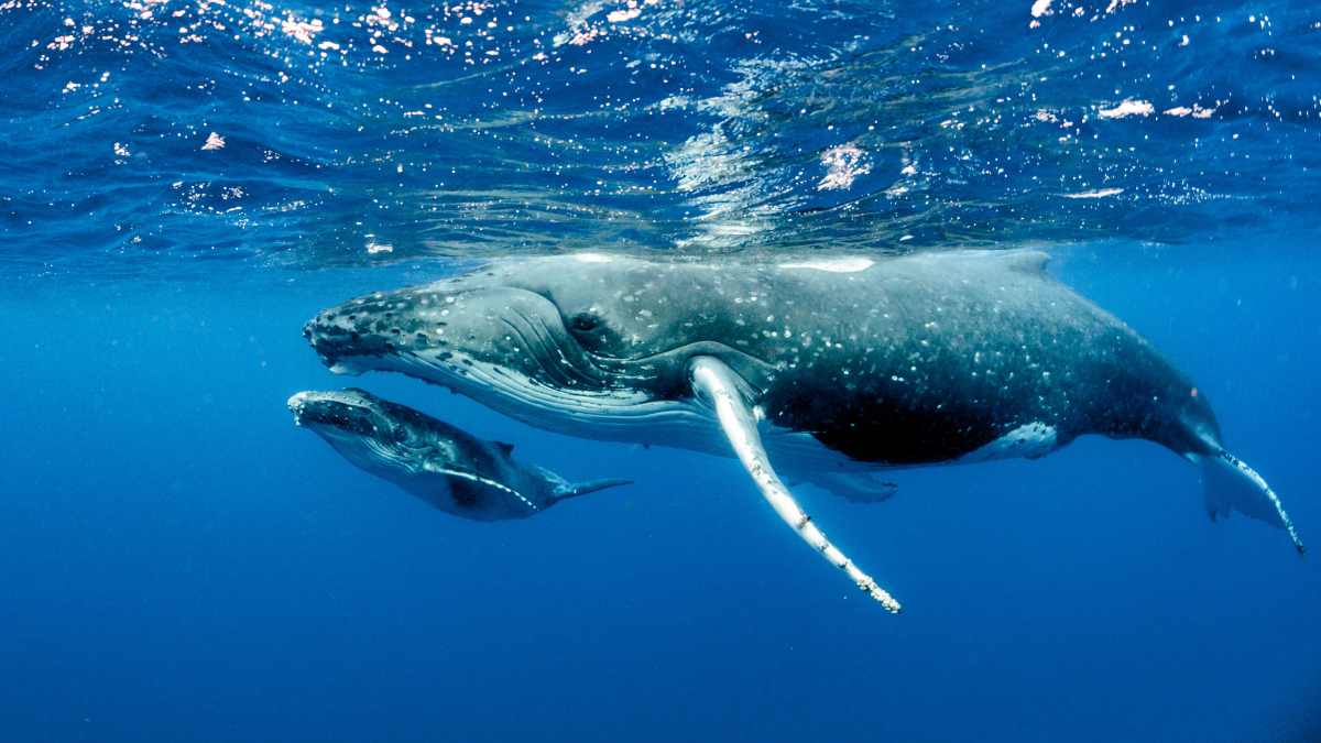 Un photographe vit un moment unique au monde et assiste à la naissance d’un bébé baleine, c’est magique !