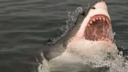 Un touriste attaqué et mordu par un requin à plusieurs reprises sauvé par un dauphin !
