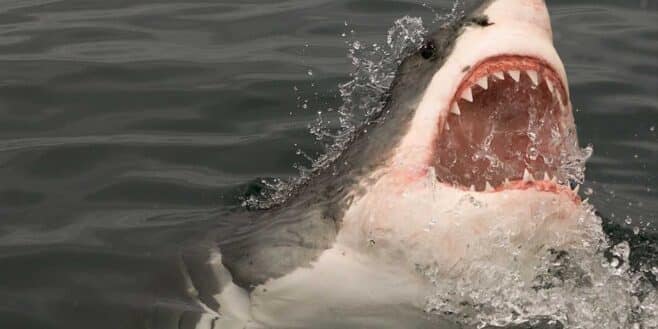 Un touriste attaqué et mordu par un requin à plusieurs reprises sauvé par un dauphin !