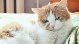 Voici ce que ressent votre chat quand vous partez en vacances