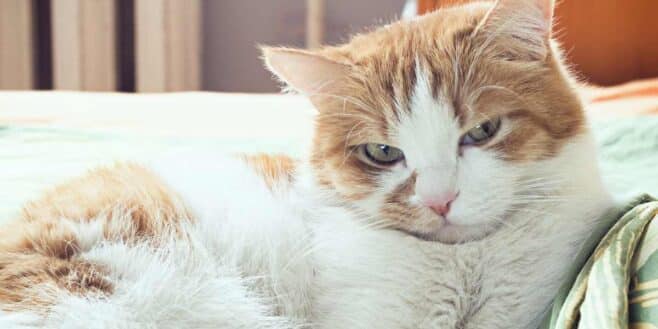 Voici ce que ressent votre chat quand vous partez en vacances