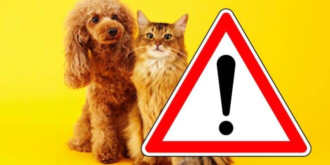 Attention danger, les animaux de compagnie ne vous veulent pas que du bien !