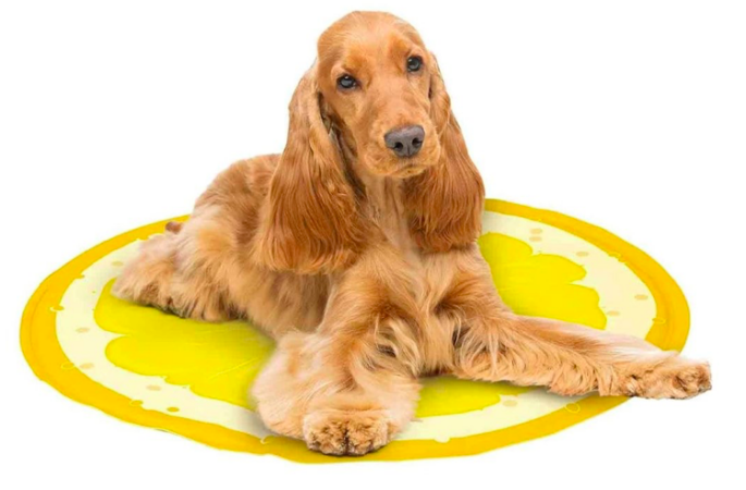 Cohue chez Lidl avec ces accessoires pour garder votre chien bien au frais !-article