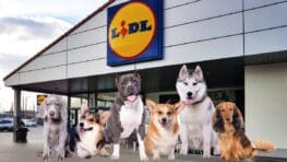 Cohue chez Lidl avec ces accessoires pour protéger votre chien de la chaleur !