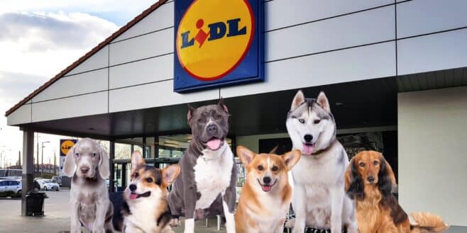 Cohue chez Lidl avec ces accessoires pour protéger votre chien de la chaleur !