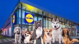 Cohue chez Lidl pour ce produit parfait pour aider votre chien contre la canicule