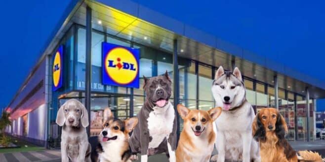 Cohue chez Lidl pour ce produit parfait pour aider votre chien contre la canicule