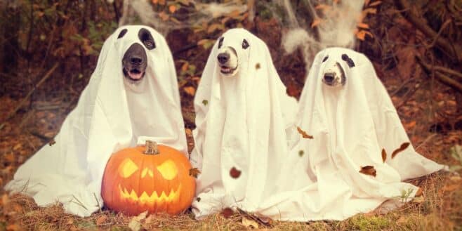 Halloween Les meilleures idées de déguisements pour chien !