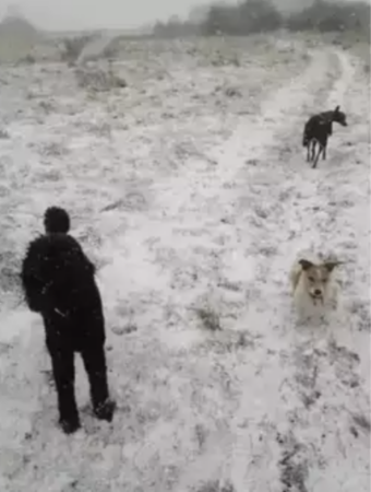 Votre QI est élevé si vous arrivez à voir 3 chiens sur cette image !