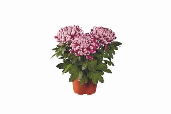 Lidl frappe fort avec sa sélection de fleurs à moins de 3 euros égayer votre jardin cet automne