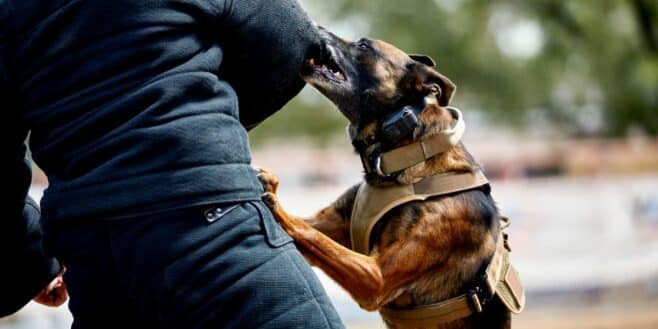 Ces 3 gestes pourront vous sauver la vie lors d'une attaque de chien