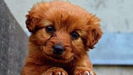 Guérir rapidement votre chien victime d'une gastro-entérite