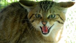 Ils recueillent un chat errant leur vie se transforme en cauchemar