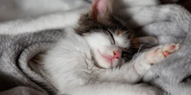 La vraie raison qui pousse votre chat à dormir toute la journée