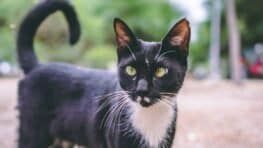 Les mouvements de queue de votre chat et leur signification