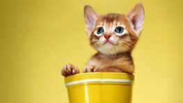 Les 3 races de chats les plus adorables et faciles à élever