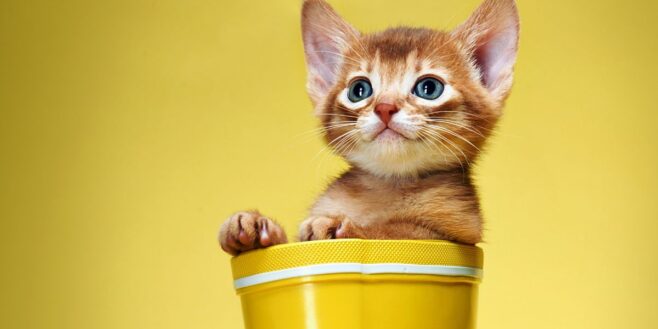 Les 3 races de chats les plus adorables et faciles à élever