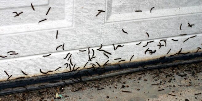 Les punaises de lit c'est fini ces vers noirs vont envahir votre maison cet hiver