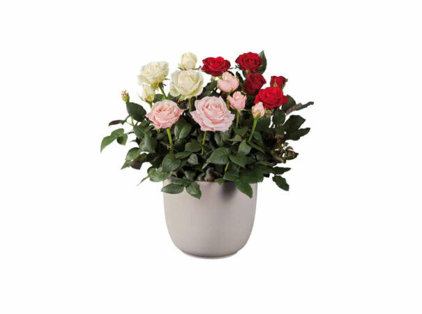 Lidl frappe fort avec sa nouvelle plante parfaite pour votre maison !