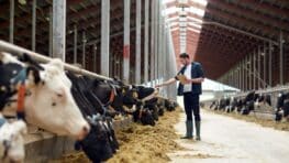 Un agriculteur doit payer 106 000 euros à ses voisins à cause de l'odeur de ses vaches