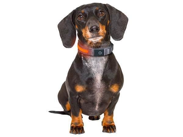 Lidl cartonne avec ce collier pour chien indispensable lors des balades nocturnes en hiver