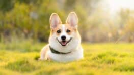 Ce conseil pratique permet d'allonger la durée de vie de votre chien