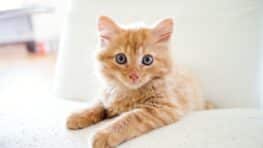 La race de chat la plus adaptée pour la vie en appartement