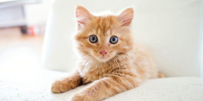 La race de chat la plus adaptée pour la vie en appartement