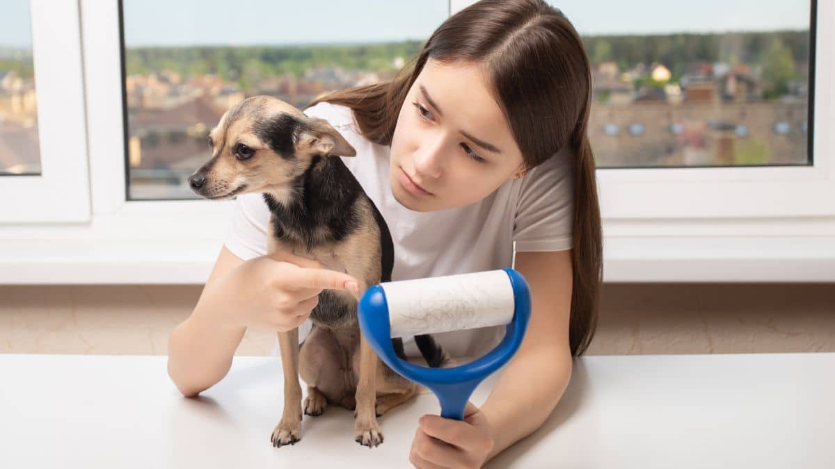 Les 5 meilleures astuces pour nettoyer tous les poils de chiens et chats chez vous