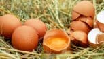 Ne mangez plus les œufs de vos poules ils sont dangereux selon 60 Millions de consommateurs