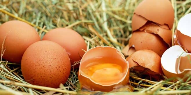 Ne mangez plus les œufs de vos poules ils sont dangereux selon 60 Millions de consommateurs