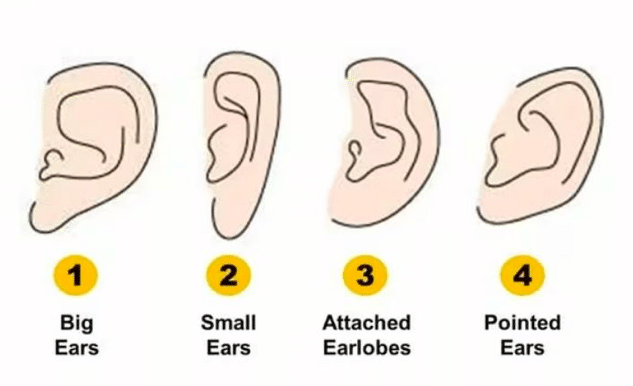 Test de personnalité: la forme de vos oreilles dévoile un secret sur votre caractère-article