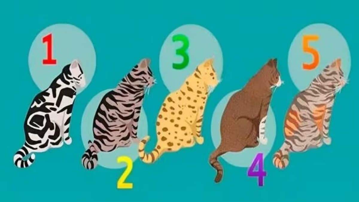 Test de personnalité le chat que vous aimez le plus révèle un secret sur votre motivation