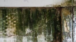 Ce spray fait-maison enlève toute la moisissure du mur et plafond