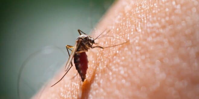 Dites adieu aux piqûres de moustiques avec ce nouveau produit à moins de 10 euros