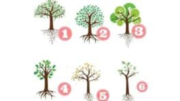 Test de personnalité l'arbre que vous choisissez révèle votre façon d'être