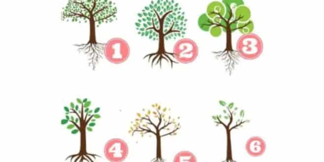 Test de personnalité l'arbre que vous choisissez révèle votre façon d'être